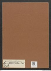 Campylodiscus collectus L.H.B. (de-Toni-Nr.: Genus 57, Species 2535) Zeichnungen Sammlung Grunow Mappe 02682 (Herbarium_W_Grunow_drawings_Folder_02682)